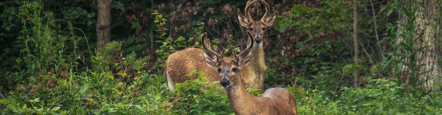 Photo of deer taken near New Auburn